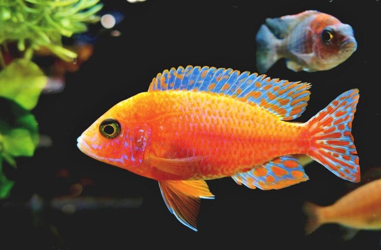 Biotop Amazonki bez roślin – czy to dobry pomysł?