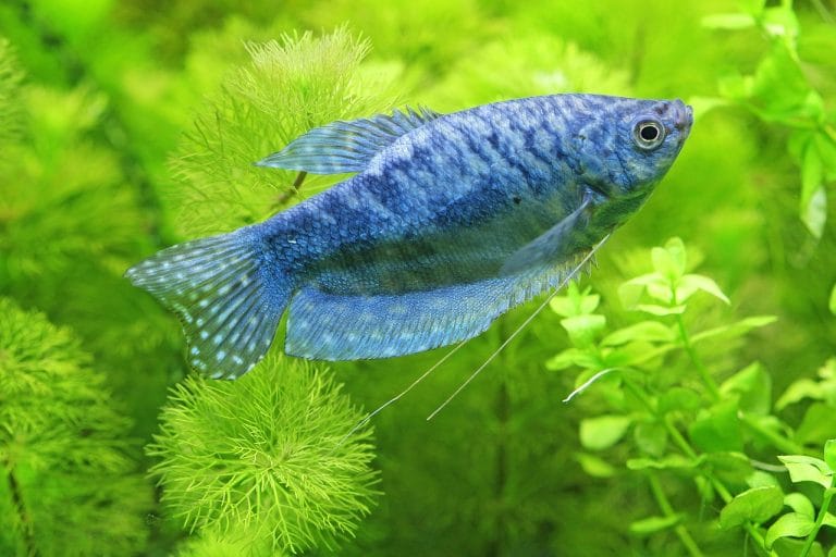 Czy akwarium Low-Tech może wyglądać jak profesjonalne Nature Aquarium?