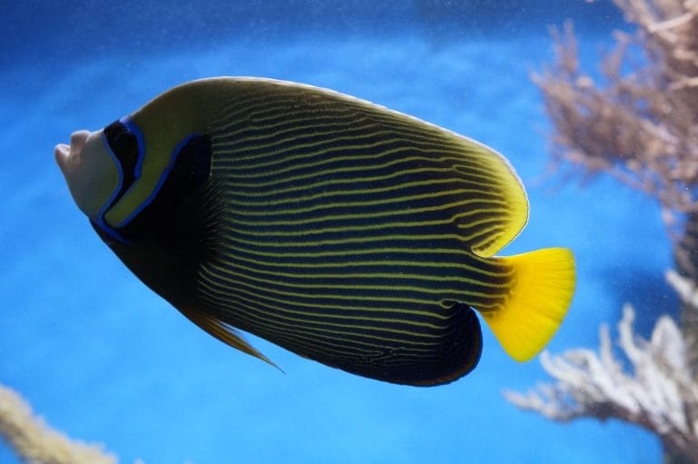 Aquascaping w stylu dżungli – jak stworzyć bujne, naturalne aranżacje?