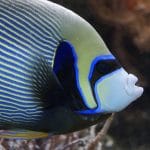 Jakie akwarium pasuje do nowoczesnego wnętrza?