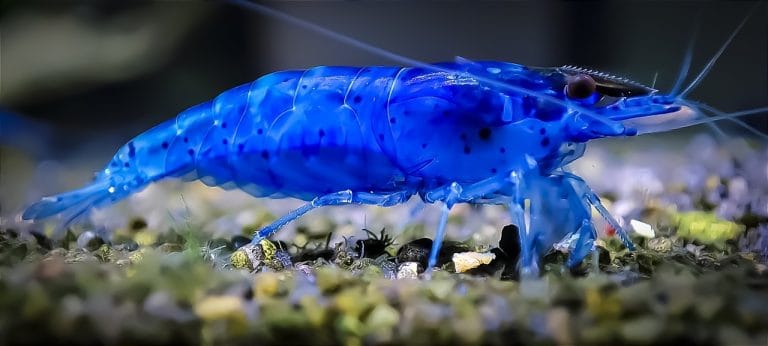 Jakie pokarmy można podawać rybom jako smakołyk?