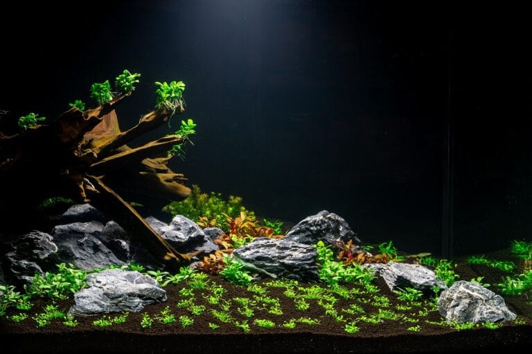 Aquascaping – gdy akwarystyka staje się sztuką