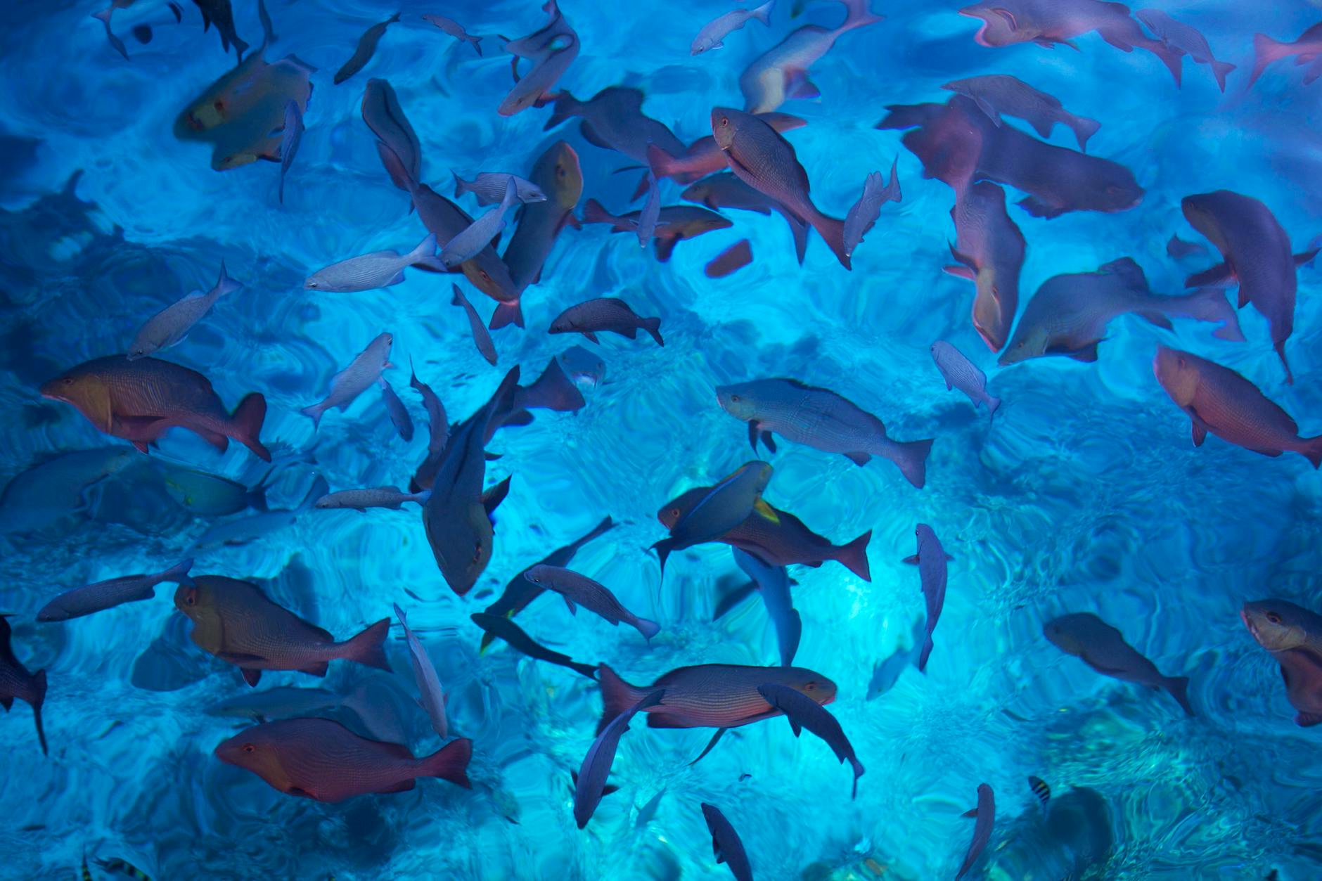 Akwarium roślinne z testem pH i KH w szklanej probówce