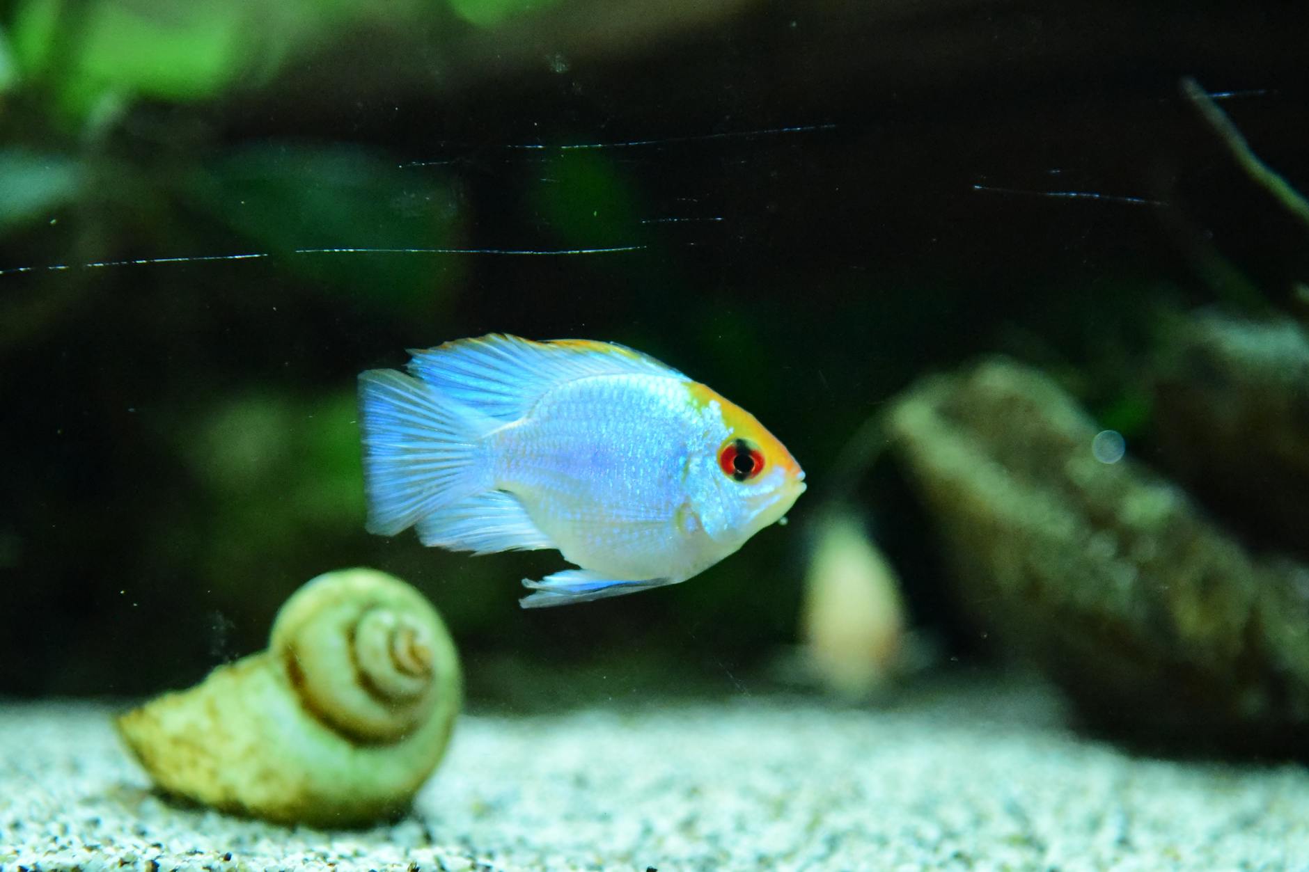 Kolorowa pielęgnica pływająca nad piaskiem i muszlą w akwarium Kolorowa pielęgnica pływająca nad piaskiem i muszlą w akwarium