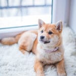 Sucha i popękana skóra na łapach psa? Poznaj rozwiązania od Totobi! Sucha i popękana skóra na łapach psa? Poznaj rozwiązania od Totobi!