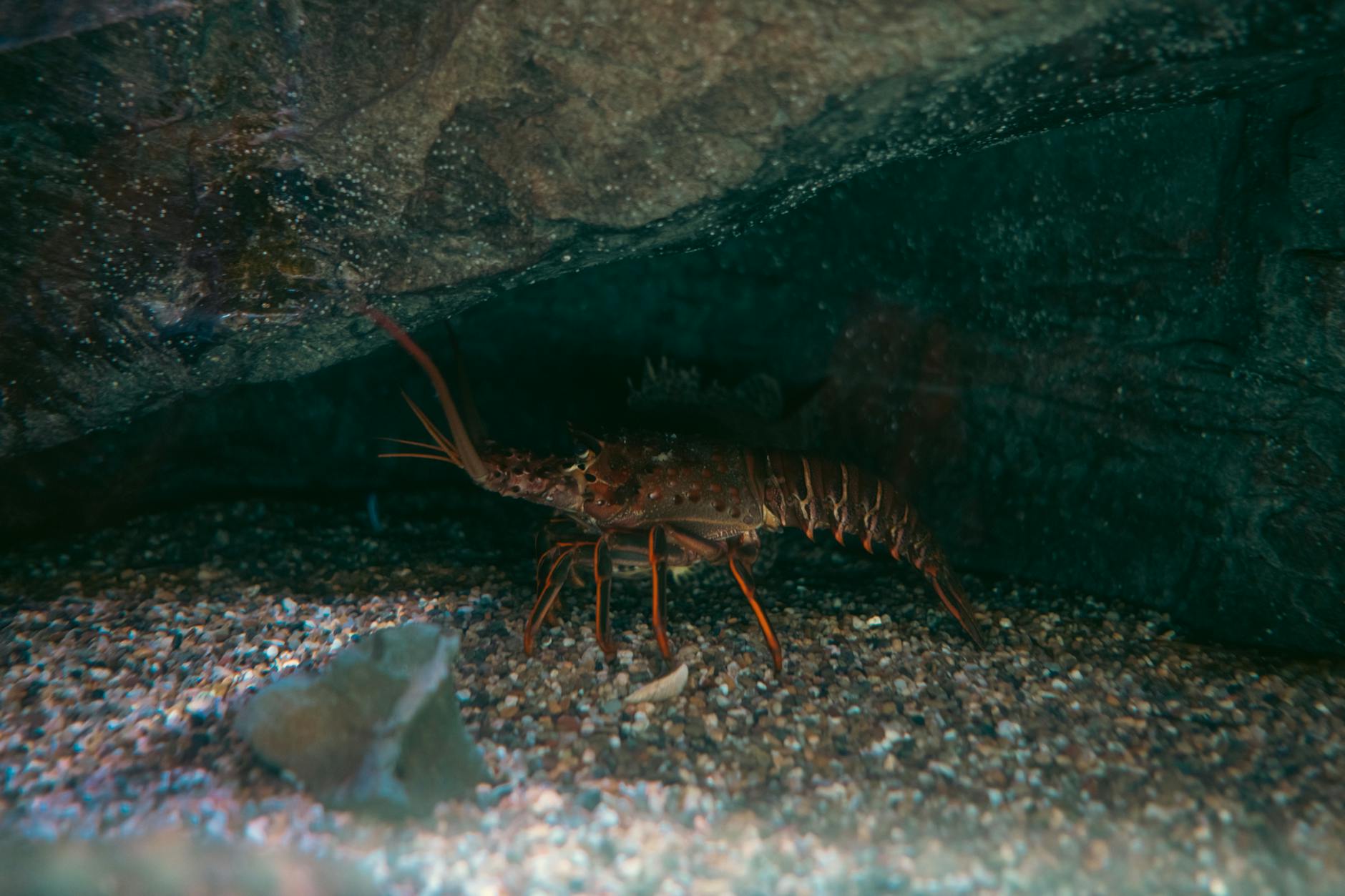 Homar ukryty między skałami w naturalnym akwarium