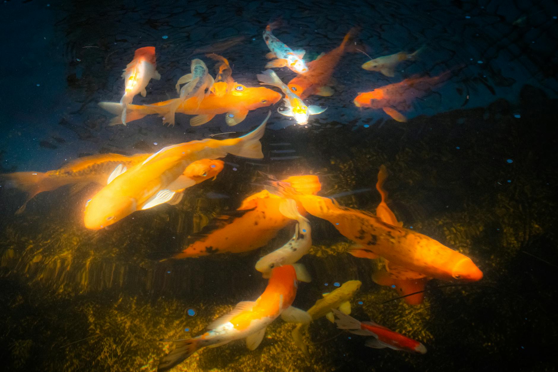 Kolorowe karpie koi pływające w przejrzystej wodzie akwarium