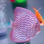 Kolorowe paletki pływające w jasno oświetlonym akwarium