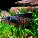 Tęczanka pawia w kolorowym, gęsto obsadzonym akwarium słodkowodnym