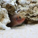 Tropikalne ryby między wapiennymi skałami w akwarium morskim