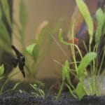 Czy w high-tech potrzebujesz napowietrzania nocą? Plusy, minusy i alternatywy Żaglowiec w bujnym, zielonym akwarium roślinnym high-tech