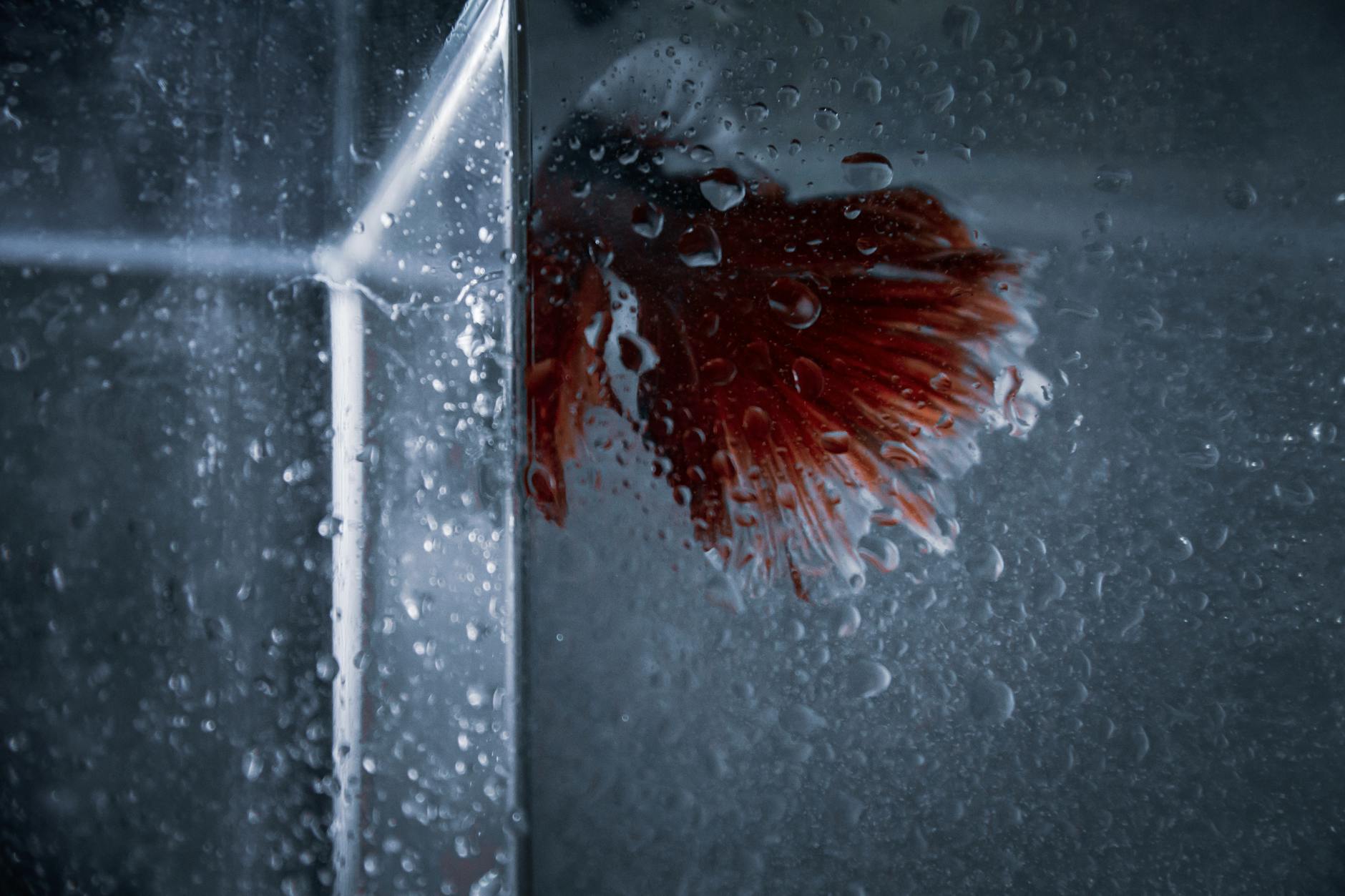 Zbliżenie bojownika w akwarium z kroplami wody na szybie