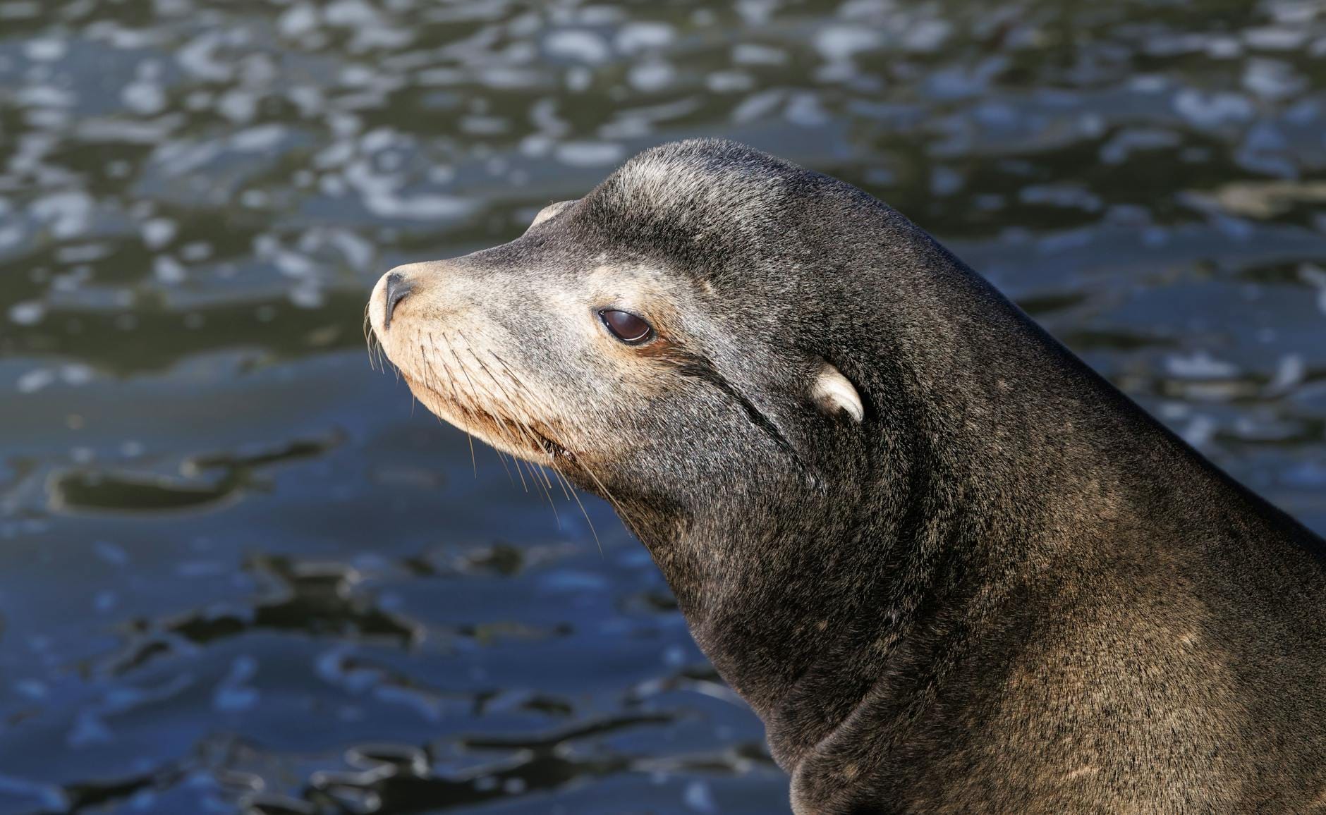 Zbliżenie pyska lwa morskiego na tle spokojnej wody
