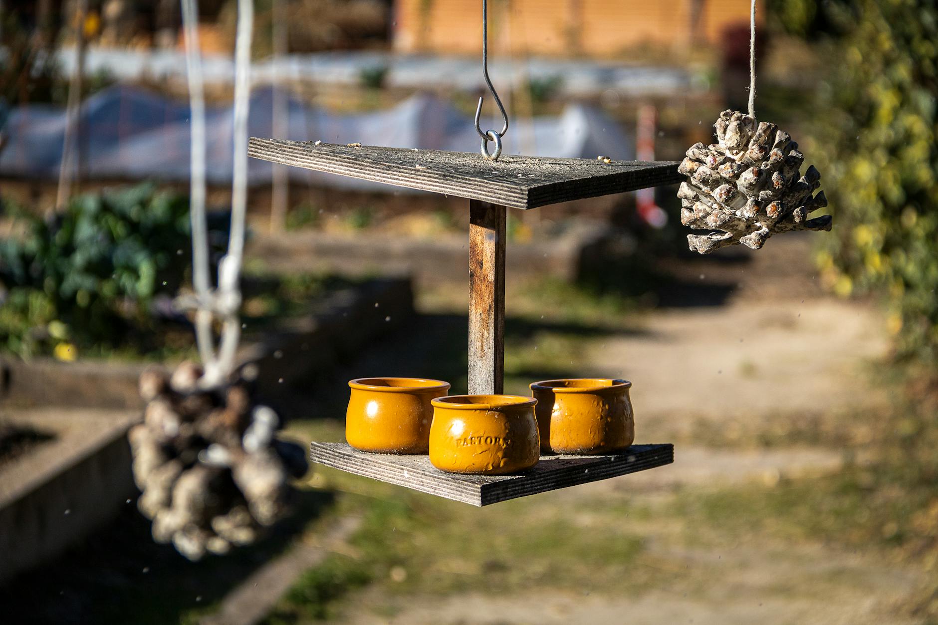 Drewniany karmnik z żółtymi pojemnikami i szyszkami w nasłonecznionym ogrodzie