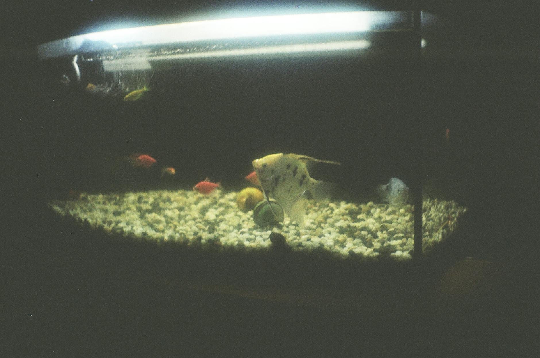 Skalary i kolorowe ryby w słodkowodnym akwarium w przyciemnionym świetle