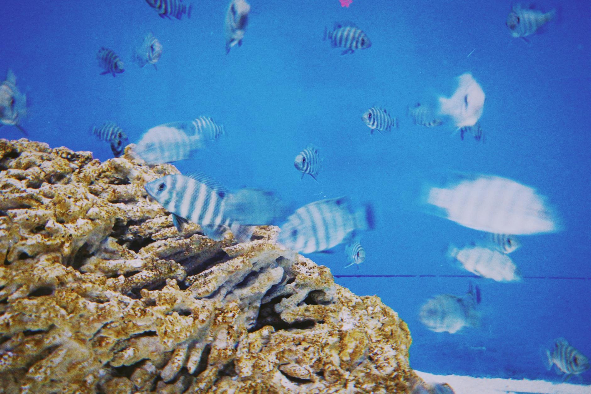 Kolorowe ryby między rafą koralową w przejrzystym, niebieskim akwarium