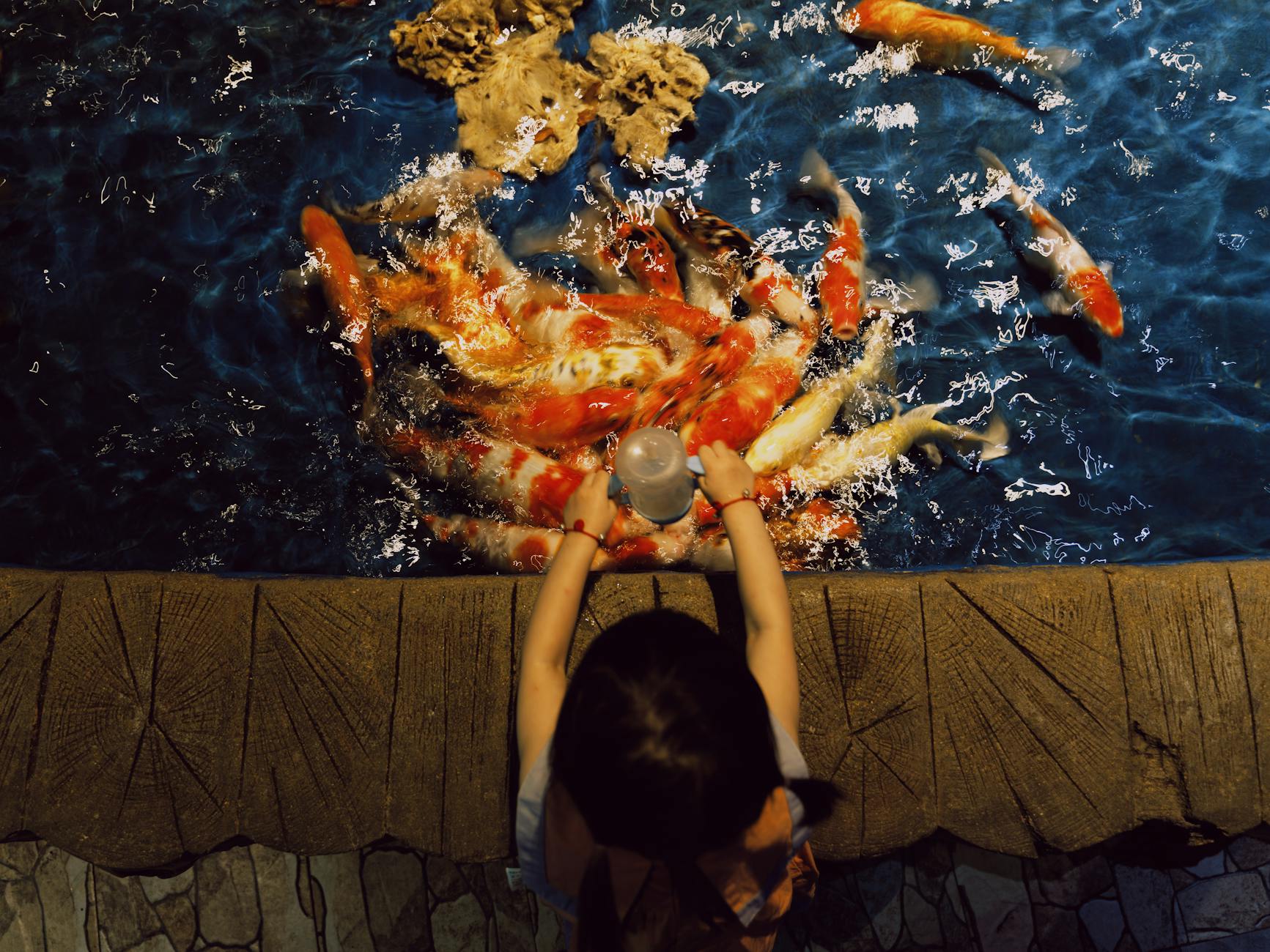 Dziecko karmi kolorowe karpie koi w akwarium z góry