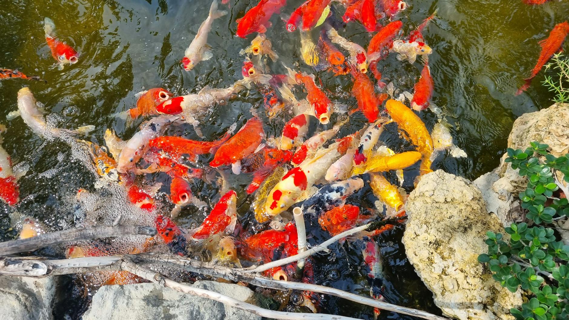 Kolorowe karpie koi pływające w spokojnym ogrodowym stawie