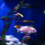 Kolorowe ryby tropikalne pływające w akwarium z roślinami aquascaping