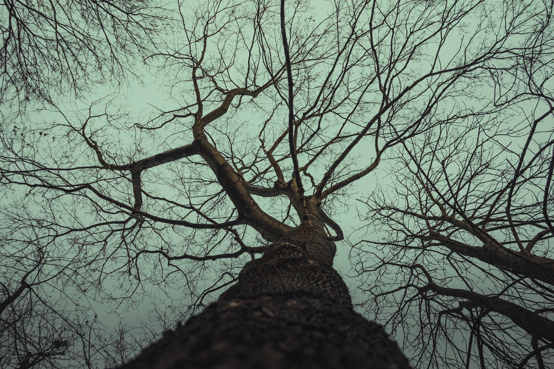 Szczupak karłowaty Crenicichla: drapieżnik, który wymaga planu obsady i kryjówek