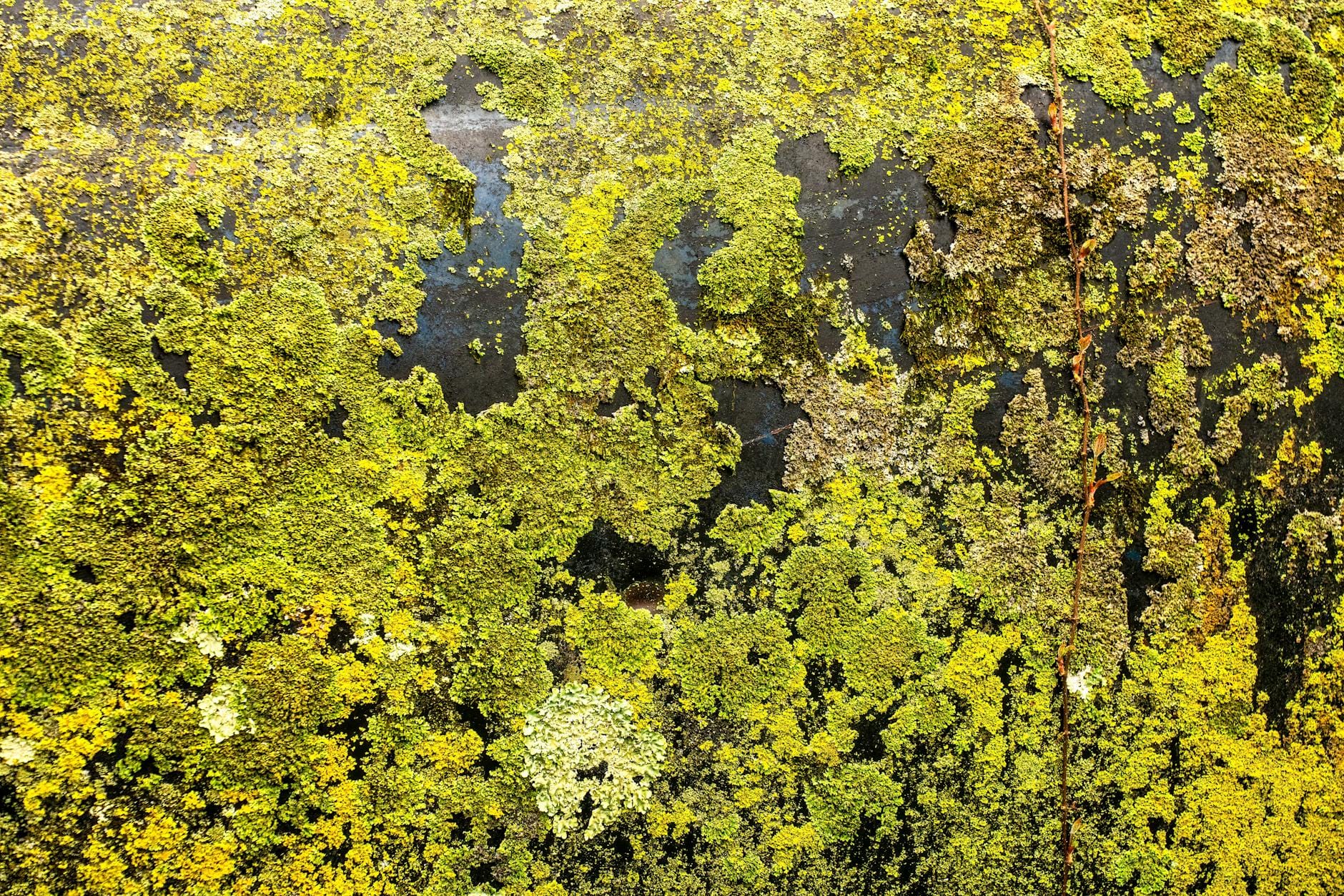 Zbliżenie na soczystozielony mech porastający pionową ścianę