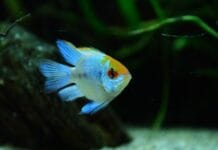 Dziurawica u skalarów – niedobory minerałów w wodzie czy atak wiciowców Spironucleus? Dziurawica u skalarów – niedobory minerałów w wodzie czy atak wiciowców Spironucleus?