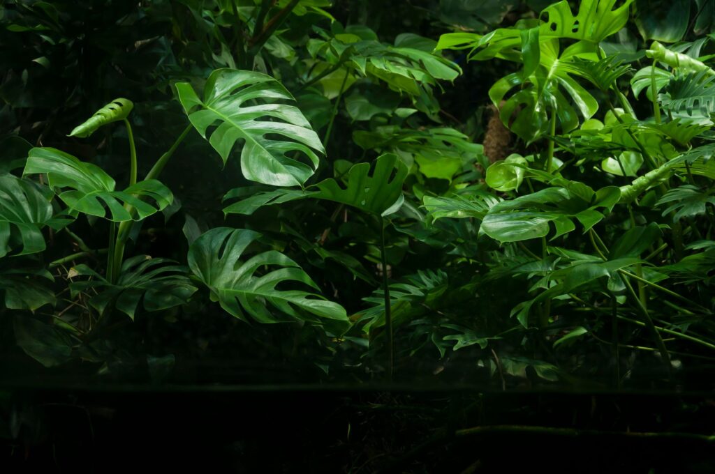 Biotop Czarne Wody (Blackwater) krok po kroku: liście, garbniki i mroczny klimat Rio Negro