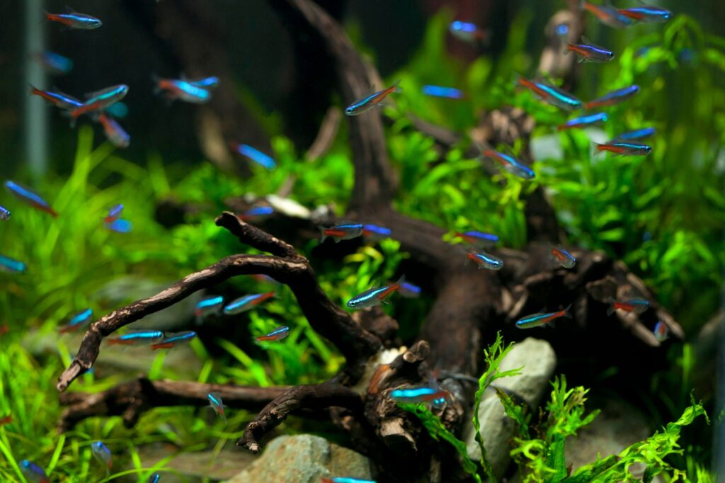 Biotop Czarne Wody (Blackwater) krok po kroku: liście, garbniki i mroczny klimat Rio Negro